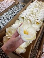 Голівка магнолії молочна - Зображення 3