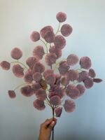 Популюс бордо