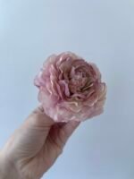 Півонія пудра - Зображення 2