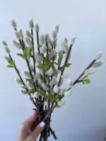 Гілочка верби з листочками