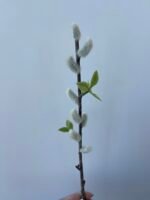 Гілочка верби з листочками - Зображення 2