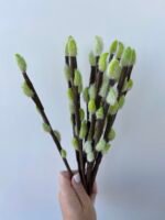 Гілочка верби