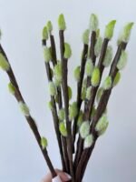 Гілочка верби - Зображення 2