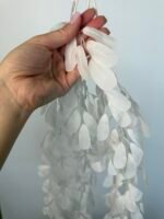 Рускус ампельний білий - Зображення 2