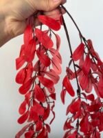 Рускус ампельний бордо - Зображення 2