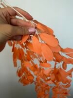 Рускус ампельний памаранчевий - Зображення 2