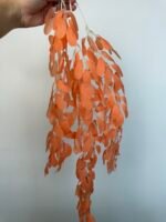 Рускус ампельний памаранчевий