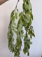 Рускус ампельний зелений - Зображення 2