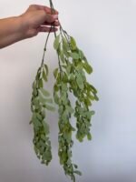 Рускус ампельний зелений