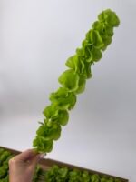 Молюцелла - Зображення 3