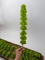 Молюцелла - Зображення 2