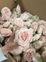 Піон  декоративний пудра - Зображення 5