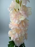 Дельфініум преміум гелевий рожевий - Зображення 2