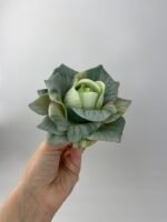 Троянда відкрита з 3-Д принтом зелена - Зображення 2