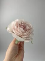 Піон  декоративний пудра - Зображення 3