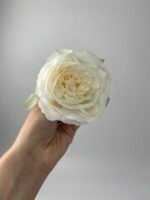 Піон  декоративний молочний