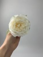 Піон  декоративний молочний - Зображення 3