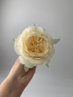 Піон  декоративний персик