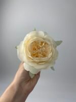 Піон  декоративний персик - Зображення 3