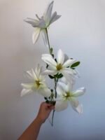 Клематіс білий