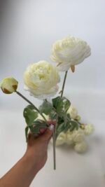 Ранункулус декоративний