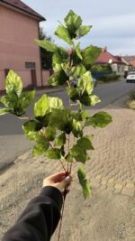 Гілка осінього листя зелена