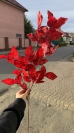 Гілка осінього листя бордова